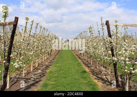 Zwei Reihen von Birnen in einem Obstgarten mit schönen Weiße Blüte und ein blauer Himmel mit Wolken im Frühling In der niederländischen Landschaft Stockfoto