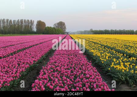 Ein schönes Zwiebelfeld mit symmetrischen Reihen von rosa und gelben Tulpen in zeeland, Niederlande im Frühling Stockfoto