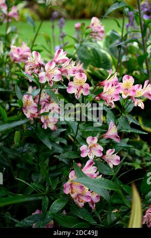 Alstroemeria Garten Juwel Pfirsiche, peruanische Lilie, rosa Pfirsich gelbe Blume, Blumen, Blüte, mehrjährige, Schnittblumen, RM Floral Stockfoto