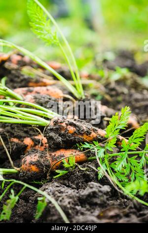 Frisch geerntete schmutzige Karotten, die nach der Ernte auf dem Boden liegen. Selektiver Fokus Stockfoto