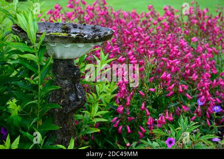 Vogelbad, Wasserspiel, Betonwasserspiel, Gartenanlage, Penstemon Granat, syn, Penstemon Andenken an Friedrich Hahn, rote Blumen, Blume, Blüte, r Stockfoto