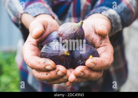 Bauernhände mit frisch geernteten Feigen. Geringe Schärfentiefe. Stockfoto