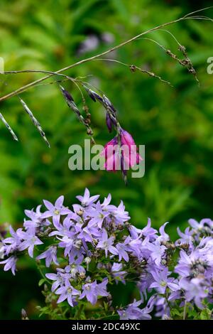 Dierama pulcherrimum Amsel, lila Blumen, lila Blume, Bogen, baumeln, hängen, Glocke geformte Blumen, Engel Angelruten, Garten mehrjährige, RM Flora Stockfoto