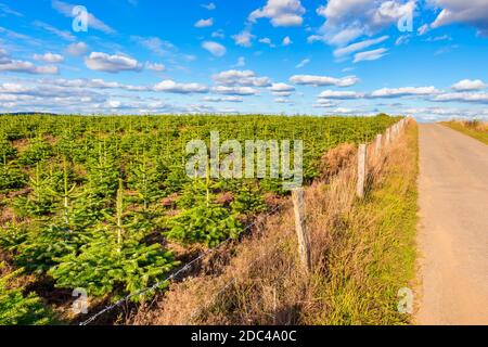Plantage von jungen grünen Tannenbäumen entlang einer Straße in der Region Ardennen in Belgien. Aufgenommen am Sommertag im september. Stockfoto