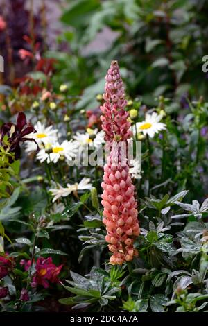 Lupinus Lachsstern, Lupine Westcountry Lachsstern, Blumenspitze, Spitzen, Blume, kupferorange Blumenspitze, Spitze, Terrakotta, Orange, Aprikose, Blumen, Lupine Stockfoto