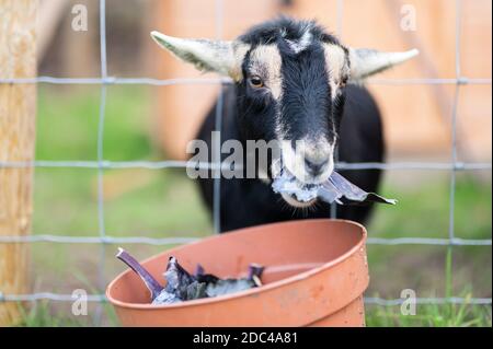 Schwarze und weiße Ziege frisst Kohlblätter mit seinem Kopf durch den Zaun kleben Stockfoto