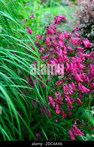 Penstemon Granat,syn,Penstemon Andenken an Friedrich Hahn,rote Blumen,Blume,Blüte,nepeta,blaue rote Blumen,Kombination,gemischte Bepflanzung,Garten,Garde Stockfoto