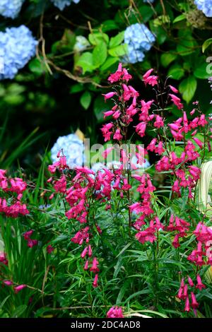 Penstemon Granat,syn,Penstemon Andenken an Friedrich Hahn, rote Blüten,Blume,Blüte,Mophead Hortensia blaue Blüten,Blumen,Kombination,Mischpflanze Stockfoto