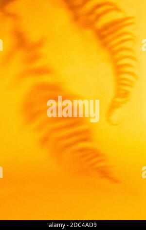 Grüner tropischer Blattschatten auf orangefarbenem Hintergrund. Farnblätter. Minimal Sommer und Herbst monochrome Konzept. Abstrakter neutraler Natur Hintergrund Stockfoto