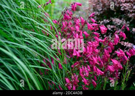 Penstemon Granat,syn,Penstemon Andenken an Friedrich Hahn,rote Blumen,Blume,Blüte,nepeta,blaue rote Blumen,Kombination,gemischte Bepflanzung,Garten,Garde Stockfoto