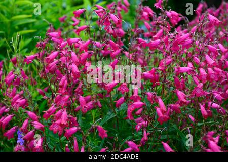 Penstemon Granat,syn,Penstemon Andenken an Friedrich Hahn,rote Blumen,Blume,Blüte,rote Blumen,Kombination,gemischte Bepflanzung,Garten,Gärten,RM Flora Stockfoto