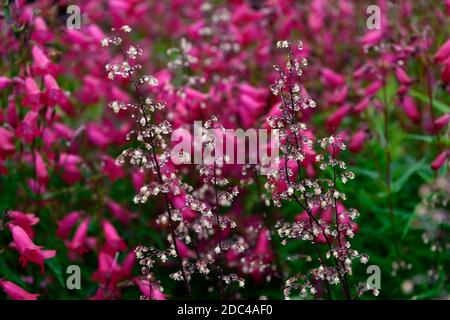 Tau bedeckt, Regen bedeckt, Heuchera, heucheras, Blume, Blumen, Blüte, Spitze, Spitzen, Mischung, gemischt, Penstemon Granat, syn, Penstemon Andenken an Friedrich Hahn, Stockfoto