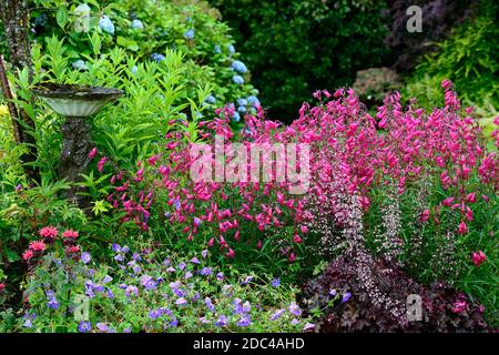 Vogelbad, Wasserspiel, Betonwasserspiel, Gartenanlage, Penstemon Granat, syn, Penstemon Andenken an Friedrich Hahn, rote Blumen, monarda, Geranie r Stockfoto