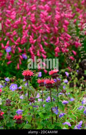 monarda, Geranium rozanne, Penstemon Granat, syn, Penstemon Andenken an Friedrich Hahn, rote Blumen, Blume, blühend, blaurote Blumen, Kombination, gemischt Stockfoto