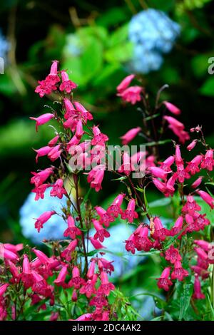 Penstemon Granat,syn,Penstemon Andenken an Friedrich Hahn, rote Blüten,Blume,Blüte,Mophead Hortensia blaue Blüten,Blumen,Kombination,Mischpflanze Stockfoto