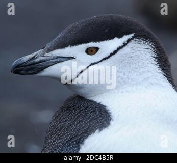 Ein Chinstrap Penguin (Pygoscelis antarctica). Saunders Island, Südliche Sandwichinseln. Südatlantik. 25.Feb16 Stockfoto