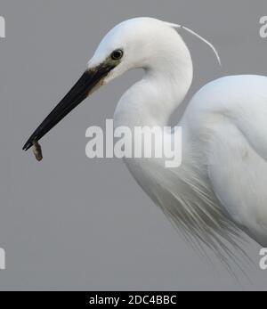 Ein Seidenreiher (Egretta garzetta) hält in seinem Schnabel ein kleiner Fisch es gerade gefangen hat. Roggen Hafen Naturschutzgebiet, Roggen, Hafen, Sussex, UK. Stockfoto