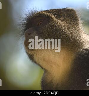 Ein Sykes' Affen (Cercopithecus albogularis) Futter für die Blätter. Arusha Nationalpark. Arusha, Tansania. Stockfoto