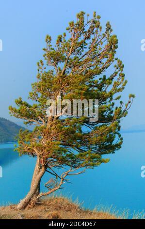 Einzelbaum in der Nähe von Abraham Lake Stockfoto