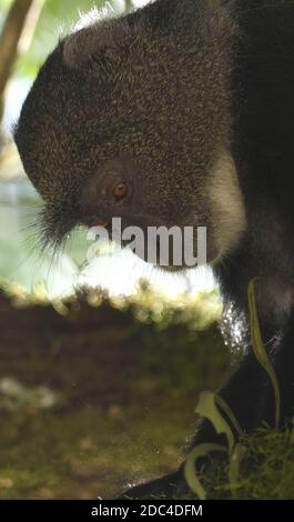 Ein Sykes' Affen (Cercopithecus albogularis) Futter für die Blätter. Arusha Nationalpark. Arusha, Tansania. Stockfoto