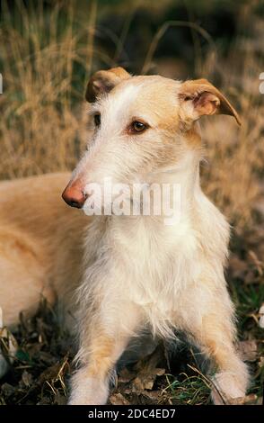 SPANISCHE RAUHAAR GALGO ODER SPANISCHEN WINDHUND, ERWACHSENE Stockfoto
