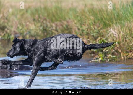 Action-Aufnahme eines nassen schwarzen Labrador Retriever, der ins Wasser springt Stockfoto