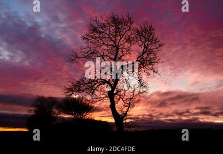 Isolierter Baum vor einem dramatischen Sonnenaufgangshimmel Cotswolds Gloucestershire Stockfoto