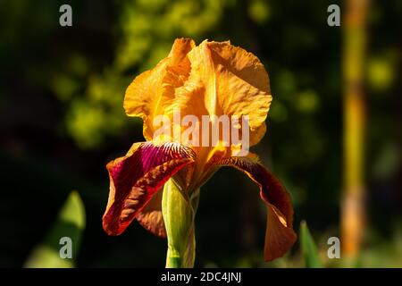 Gelb und rot gestreifte Iris Nahaufnahme auf einem verschwommenen Hintergrund. Makrofotografie eines einzelnen Bud einer blühenden Irisblume. Bunte, bunte Sonnenfl Stockfoto