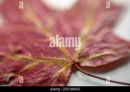 Nahaufnahme eines roten und gelben Herbstahornblattes Stockfoto