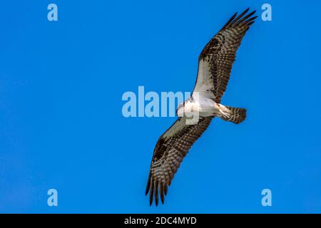 Ospray fliegt mit weit geöffneten Flügeln gegen blauen Himmel, Sanibel Island, Florida, USA Stockfoto