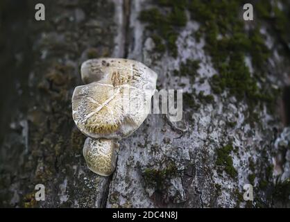 Die Pilze, die auf der Baumrinde wachsen. Symbiose der lebenden organischen Organismen. Stockfoto