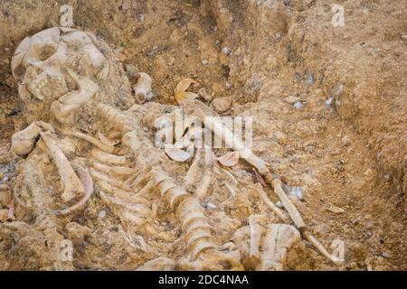 Grabbestattung Skelett menschliche Knochen, archäologische Stätten, Fotografie, thailand, Copyspace. Stockfoto