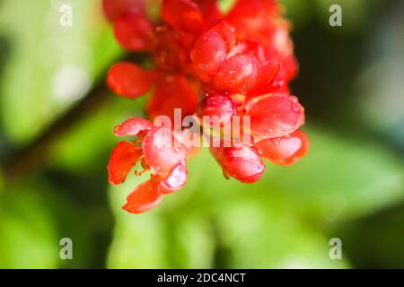 Schöne Blüten der japanischen Quitten-Pflanze in Blüte im Frühlingsgarten. Stockfoto