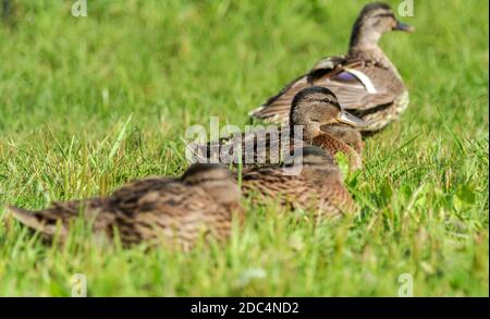 Die Stockente (Anas platyrhynchos) mit ihren Küken, die sich an sonnigen Sommertagen auf dem Gras entspannen. Selektiver Fokus auf einen der Vögel. Stockfoto