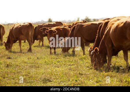 Weide. Eine Herde Kühe während der Weide, Kälber in der Mitte der Herde. Stockfoto