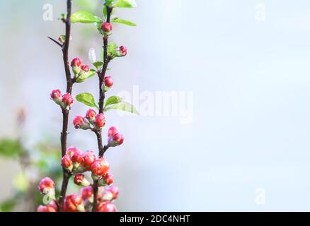 Schöne Blüten der japanischen Quitten-Pflanze in Blüte im Frühlingsgarten. Stockfoto