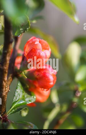 Schöne Blüten der japanischen Quitten-Pflanze in Blüte im Frühlingsgarten. Stockfoto