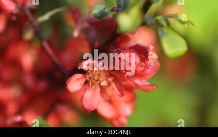 Schöne Blüten der japanischen Quitten-Pflanze in Blüte im Frühlingsgarten. Stockfoto