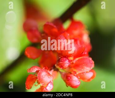 Schöne Blüten der japanischen Quitten-Pflanze in Blüte im Frühlingsgarten. Stockfoto