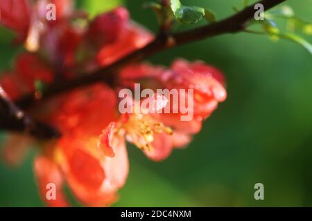 Schöne Blüten der japanischen Quitten-Pflanze in Blüte im Frühlingsgarten. Stockfoto