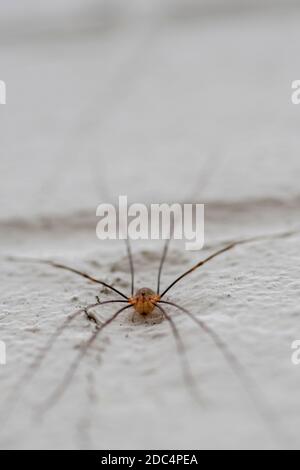 Gewöhnliche Harvestman (phalangium opilio) Spinne auf weißer Ziegelwand Stockfoto