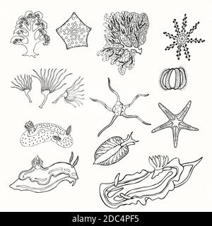 Handgezeichnetes Unterwasserleben-Set. Isoliert auf Weiß. Skizzenvektordarstellung. Stock Vektor