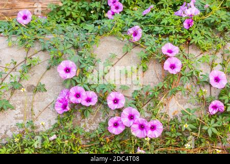 Purple Ipomoea pes-caprae Sweet ( Ipomoea pes-caprae (L.) R.Br.) auf altem Beton Stockfoto