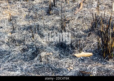 Nahaufnahme der Verbrennung der Plantage, Hintergrund Stockfoto