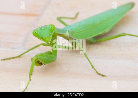 Nahaufnahme grüne Gottesanbeterin auf Holzhintergrund. Mantis religiosa. Selektiver Fokus Stockfoto