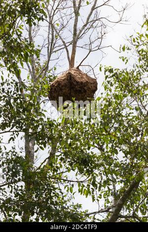 Papierwespennest hängt an einem Baum im Wald, Thailand Stockfoto