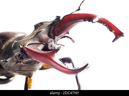 Das Insekt Lucanus cervius ist im Roten Buch aufgeführt. Stockfoto
