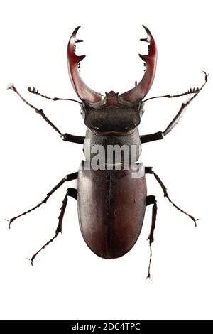 Das Insekt Lucanus cervius ist im Roten Buch aufgeführt. Stockfoto