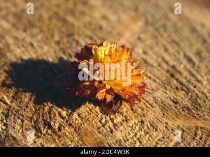 Gelbe rote Blume auf einem Stumpf Stockfoto