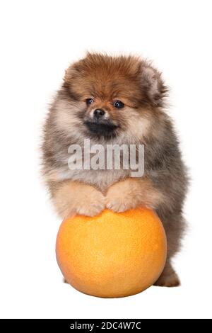 Niedliche lustige flauschige Spitz Welpe auf weiß isoliert Hintergrund steht Vorderpfoten auf orange Stockfoto